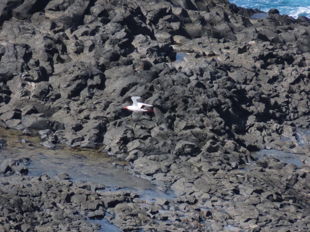 Red-tailed Tropicbird - ML643261056