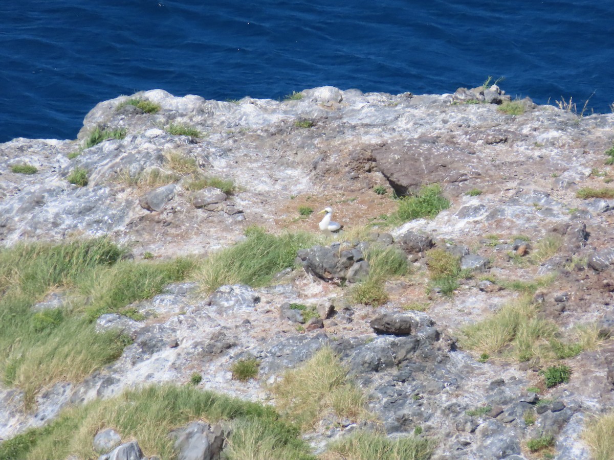 Masked Booby - ML643261076