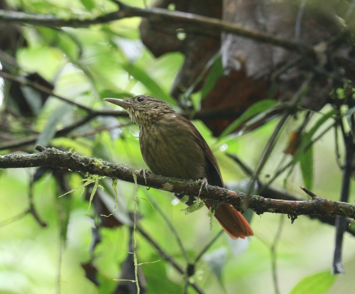 Eastern Woodhaunter - ML643261102