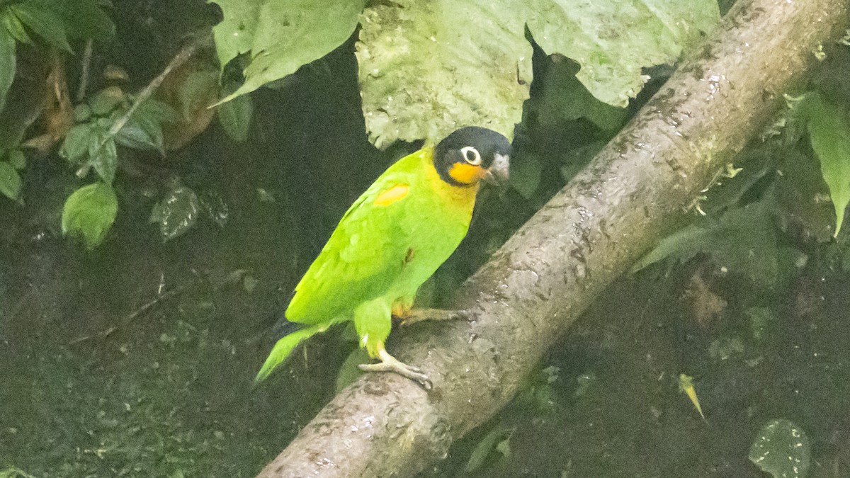 oransjekinnpapegøye - ML643261108