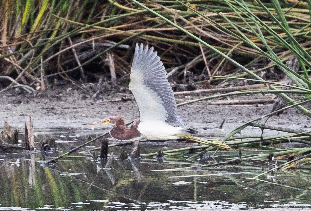 Tricolored Heron - ML643261116