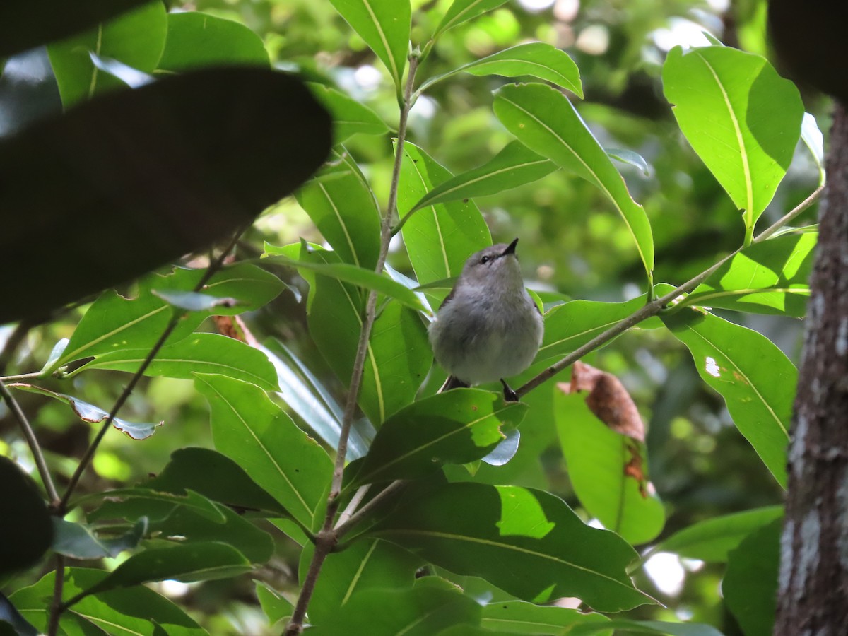 Norfolk Island Gerygone - ML643261120