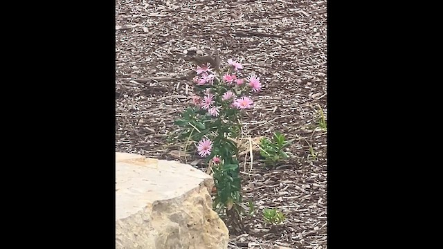 Palm Warbler - ML643261145