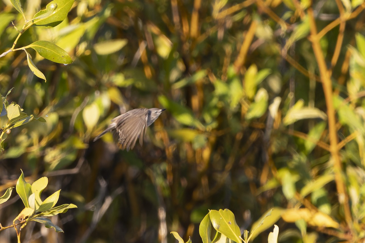 Dusky Gerygone - ML643261175
