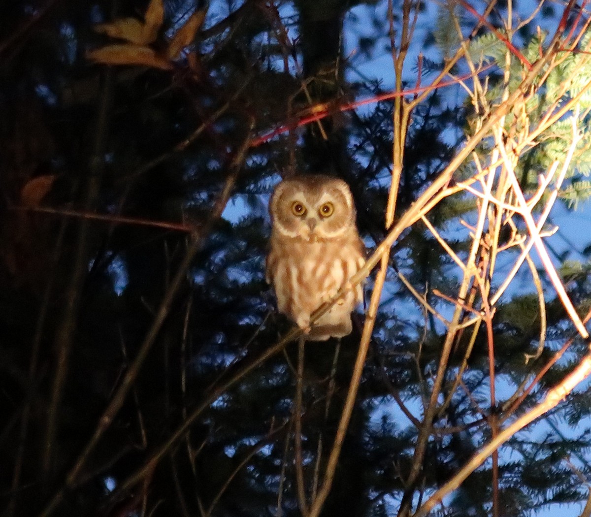 アメリカキンメフクロウ - ML643261180