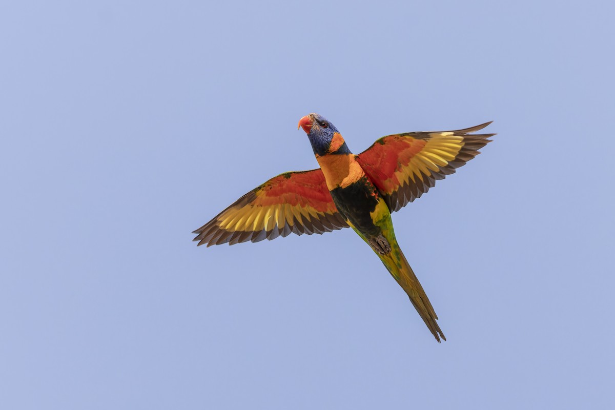 Red-collared Lorikeet - ML643261182