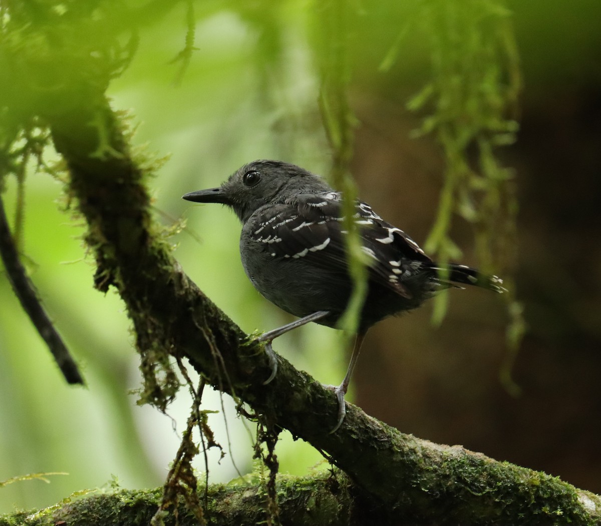 Common Scale-backed Antbird - ML643261191