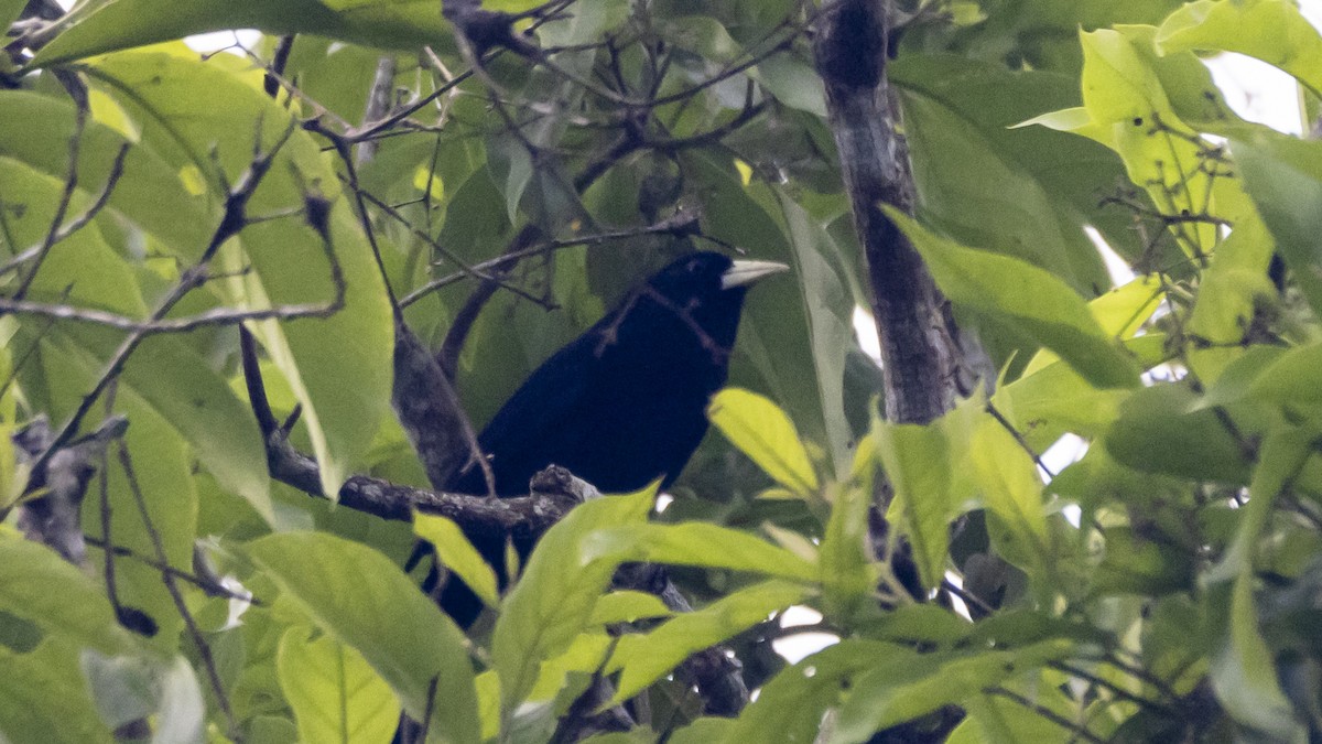 Solitary Black Cacique - ML643261193