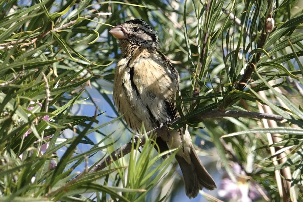 Rose-breasted/Black-headed Grosbeak - ML643261194