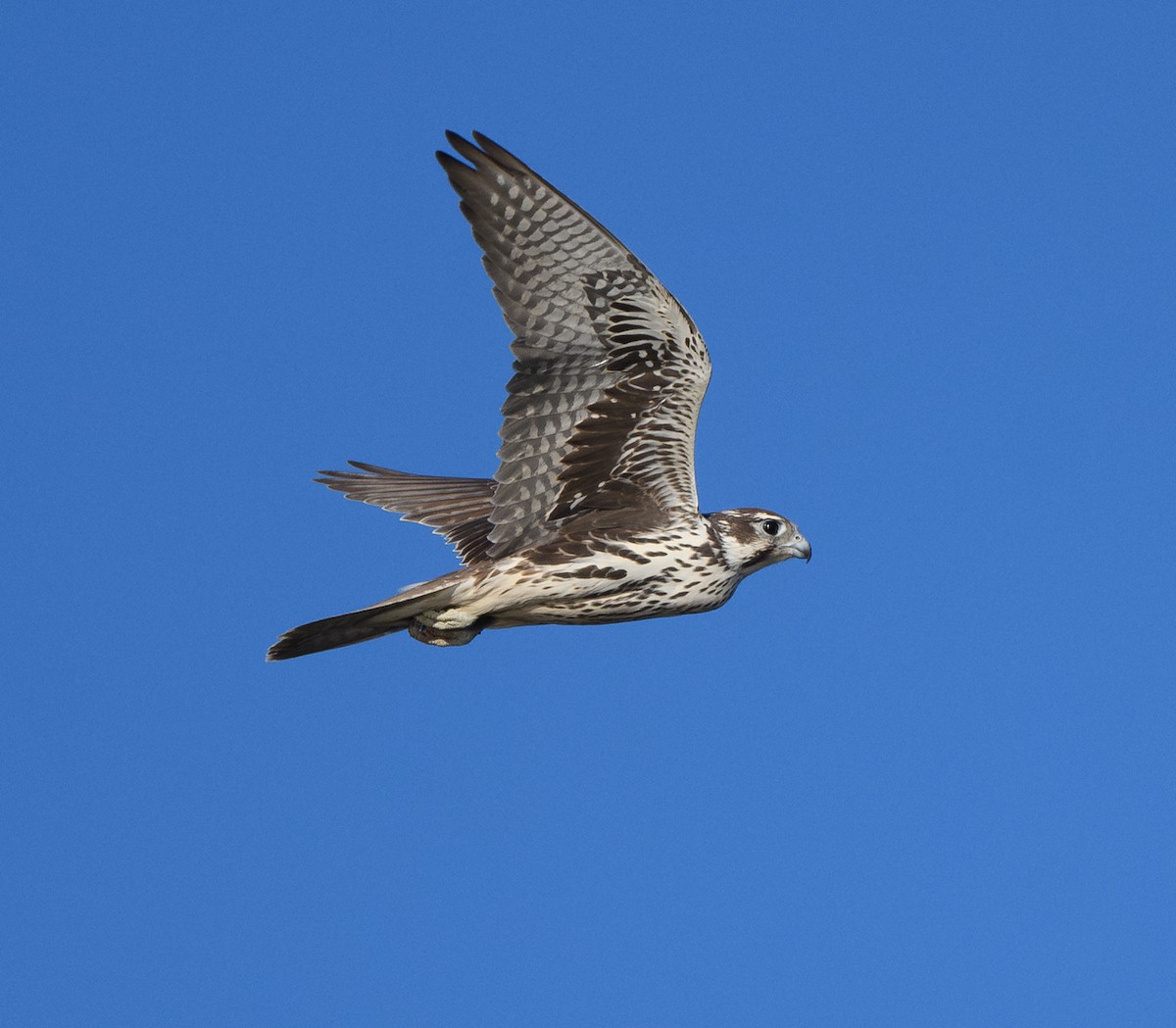Prairie Falcon - ML643261208