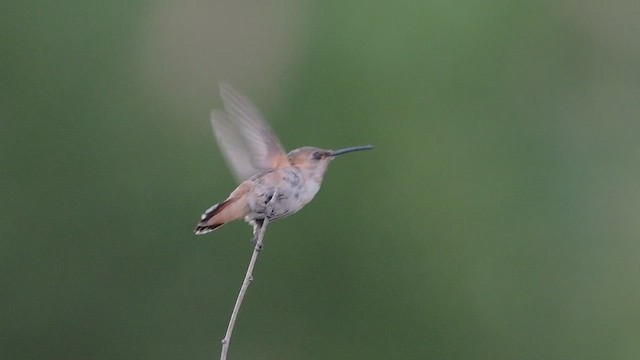 Allen's Hummingbird - ML643261240
