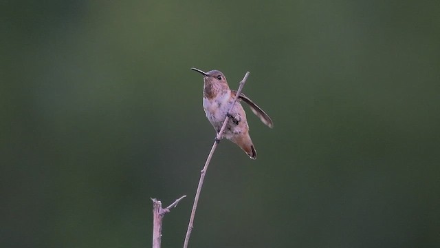 Allen's Hummingbird - ML643261241