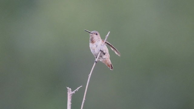 Allen's Hummingbird - ML643261242
