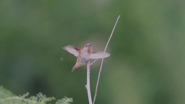 Allen's Hummingbird - ML643261243
