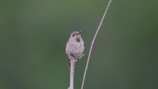 Allen's Hummingbird - ML643261244