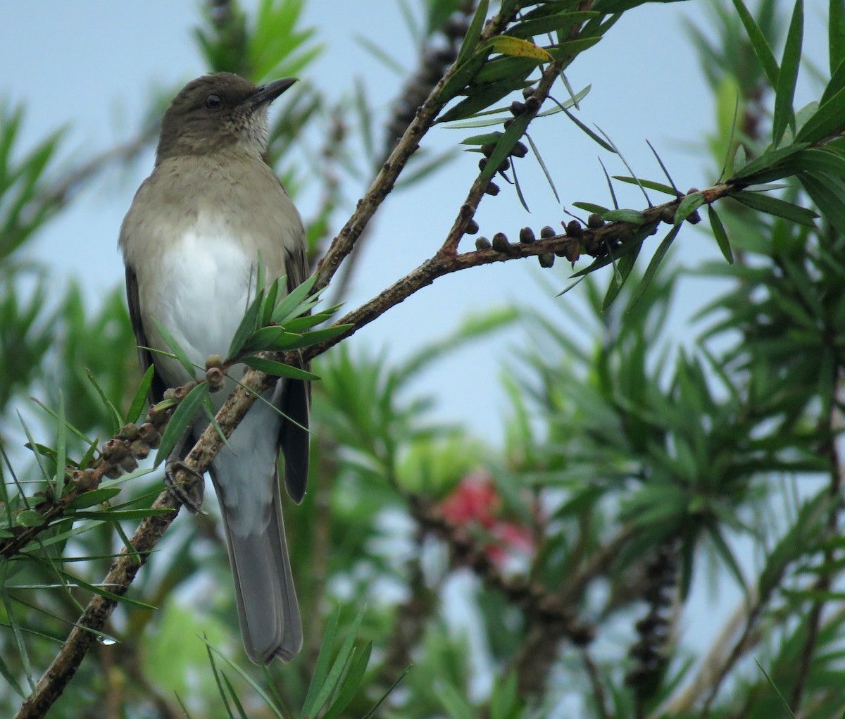 Black-billed Thrush - ML643261245