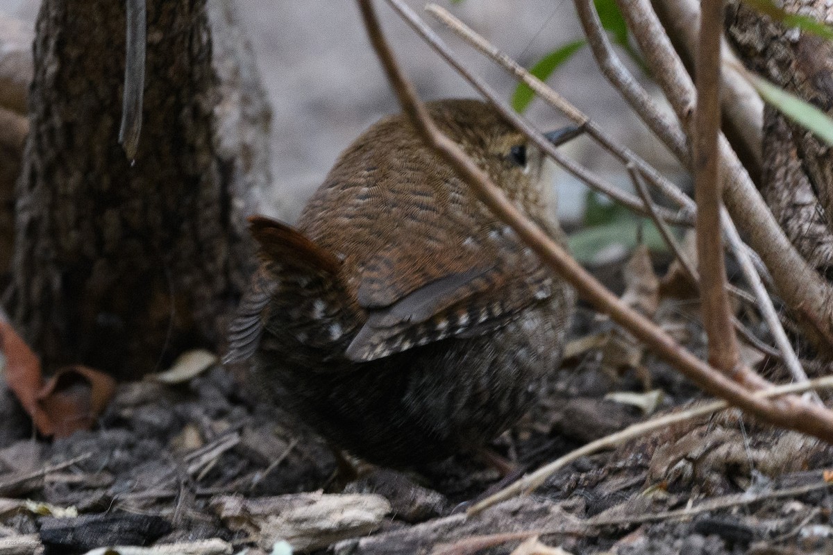 Winter Wren - ML643261255