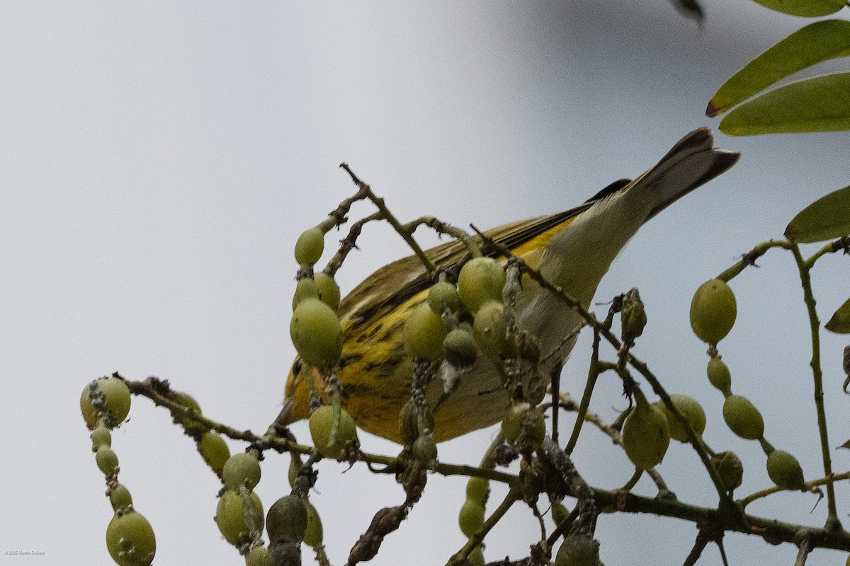 Cape May Warbler - ML643261256