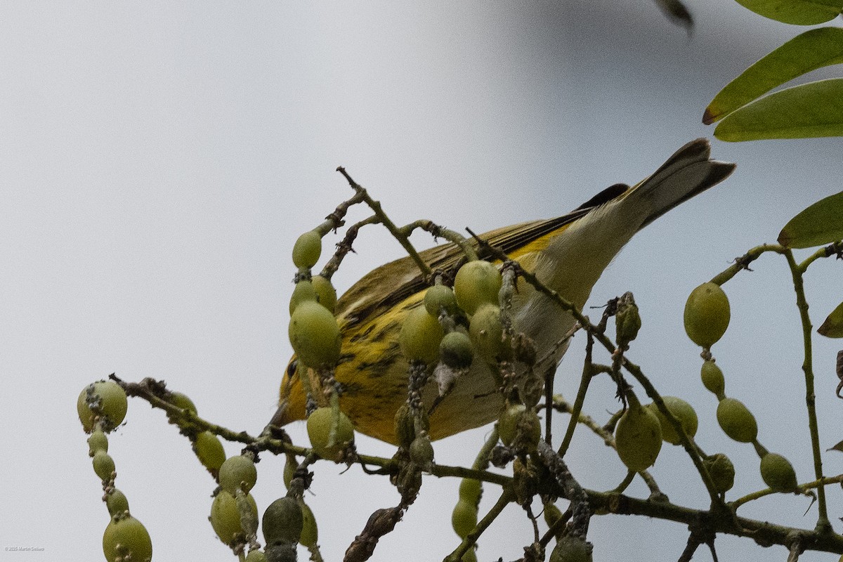 Cape May Warbler - ML643261257