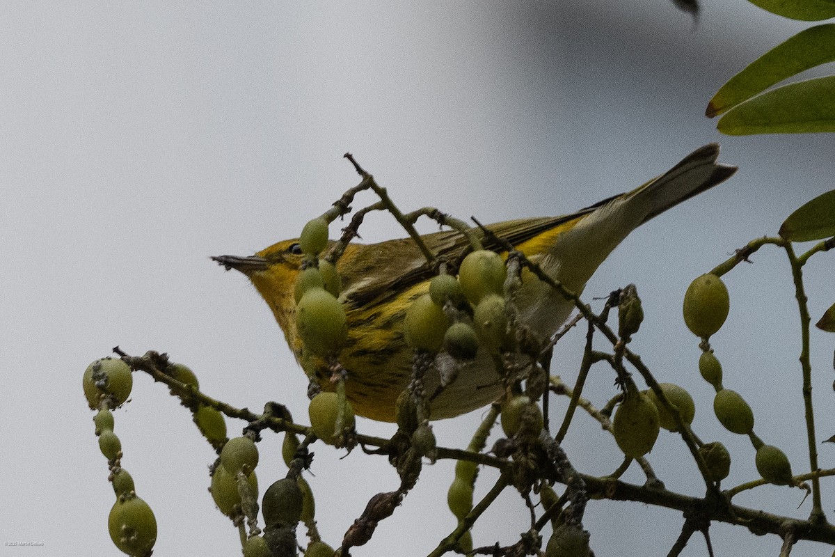 Cape May Warbler - ML643261258