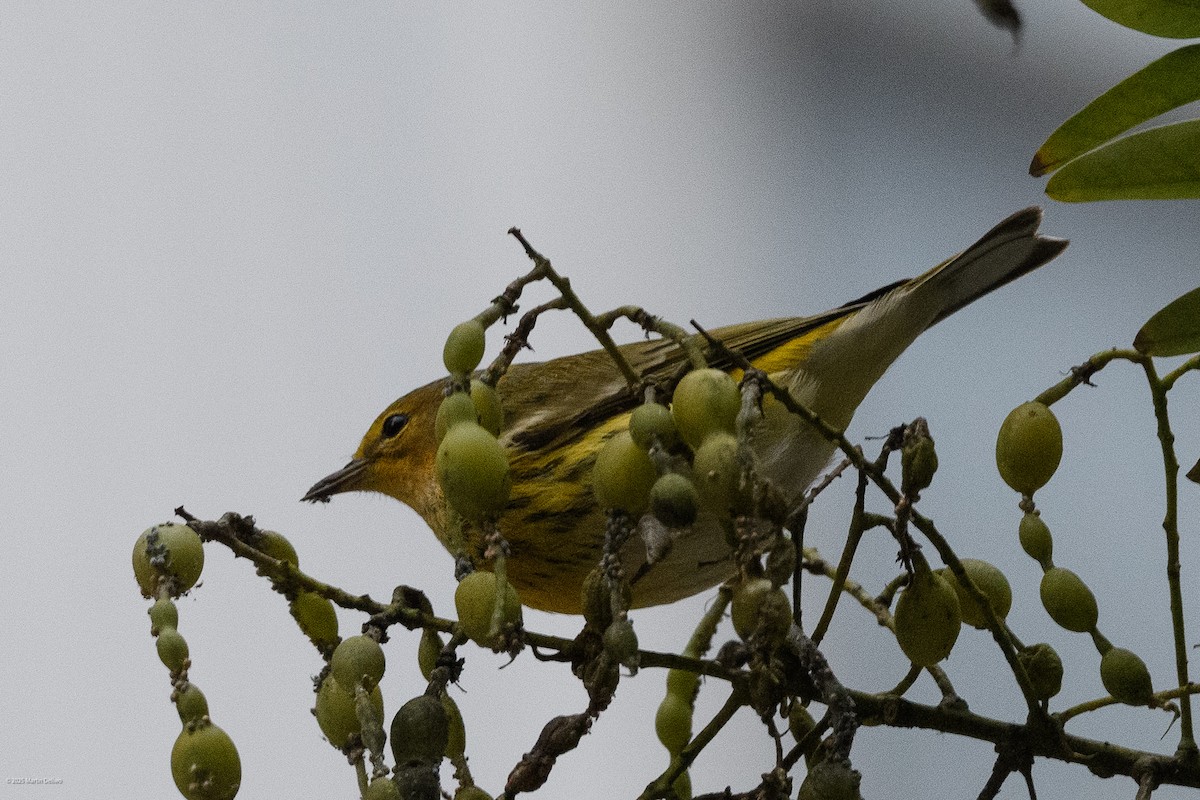 Cape May Warbler - ML643261259