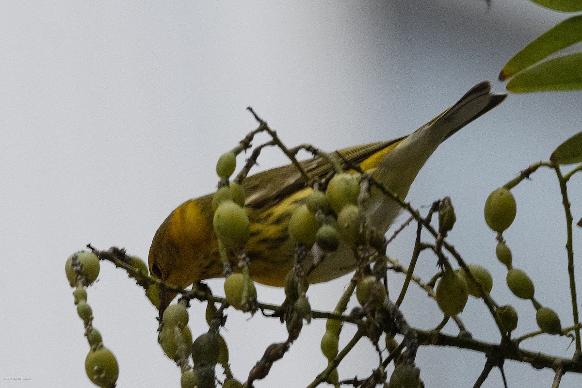 Cape May Warbler - ML643261260