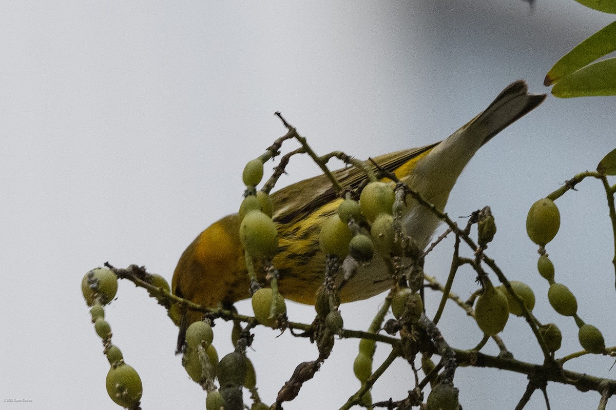 Cape May Warbler - ML643261261