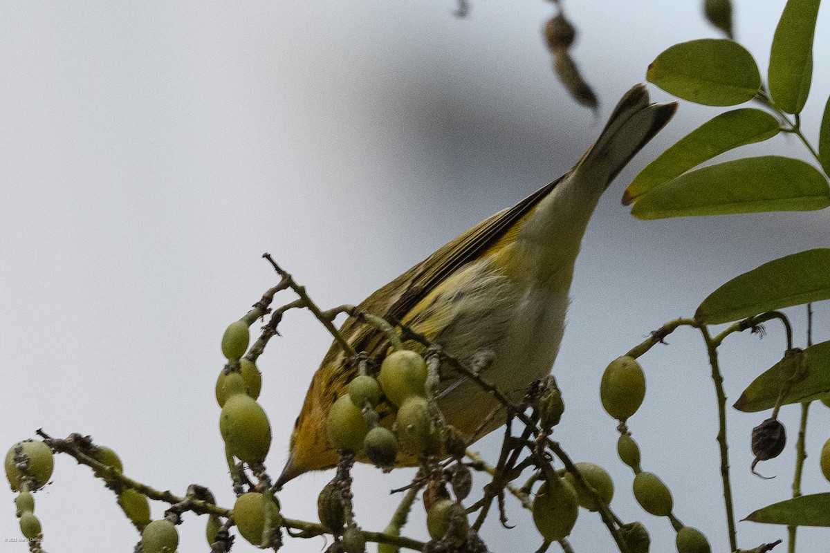 Cape May Warbler - ML643261262