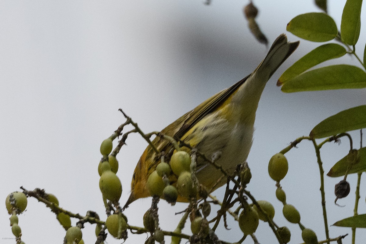 Cape May Warbler - ML643261263