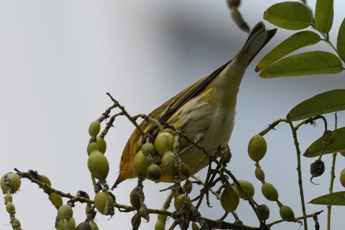 Cape May Warbler - ML643261264