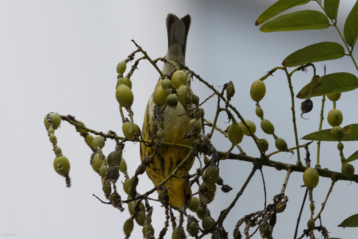 Cape May Warbler - ML643261265