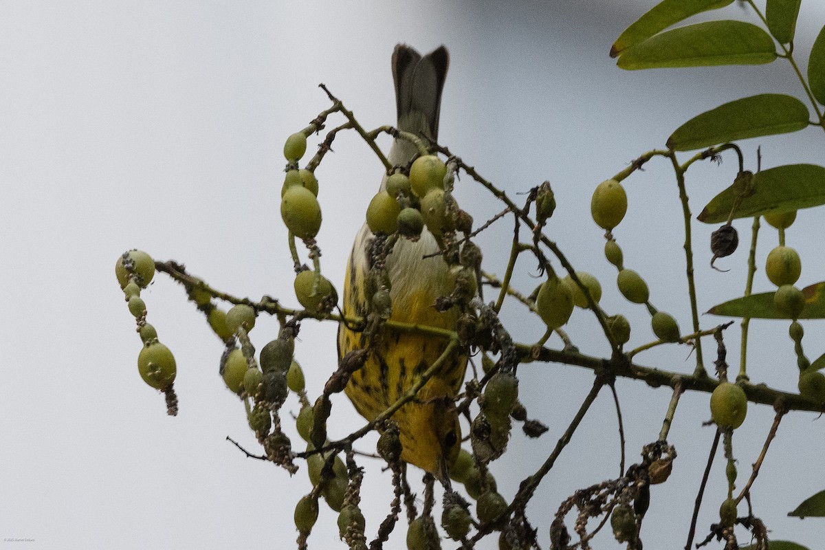 Cape May Warbler - ML643261266