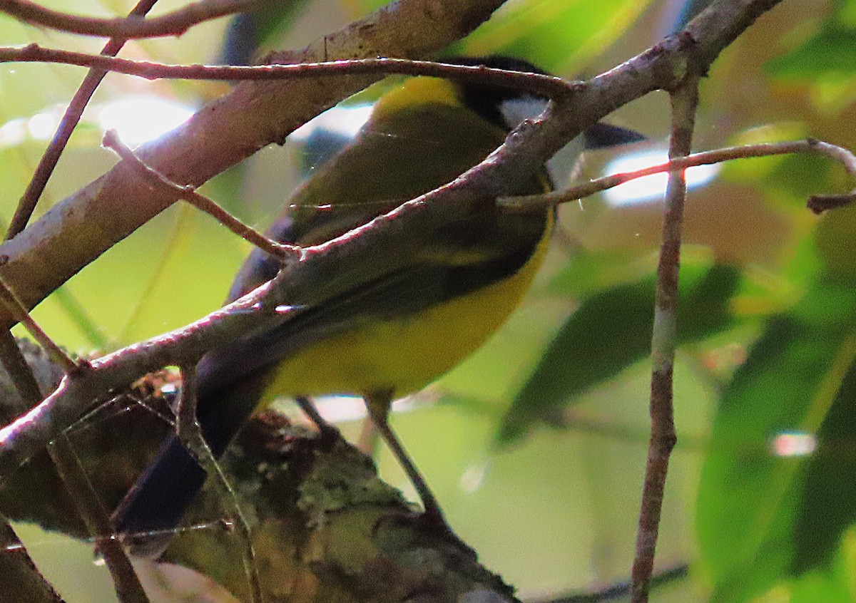 Golden Whistler (Eastern) - ML643261281