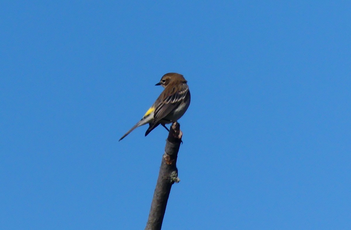 Reinita Coronada (coronata) - ML643261306