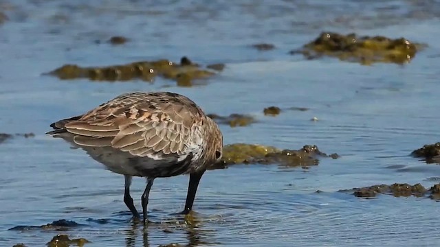 Bécasseau variable - ML643261309