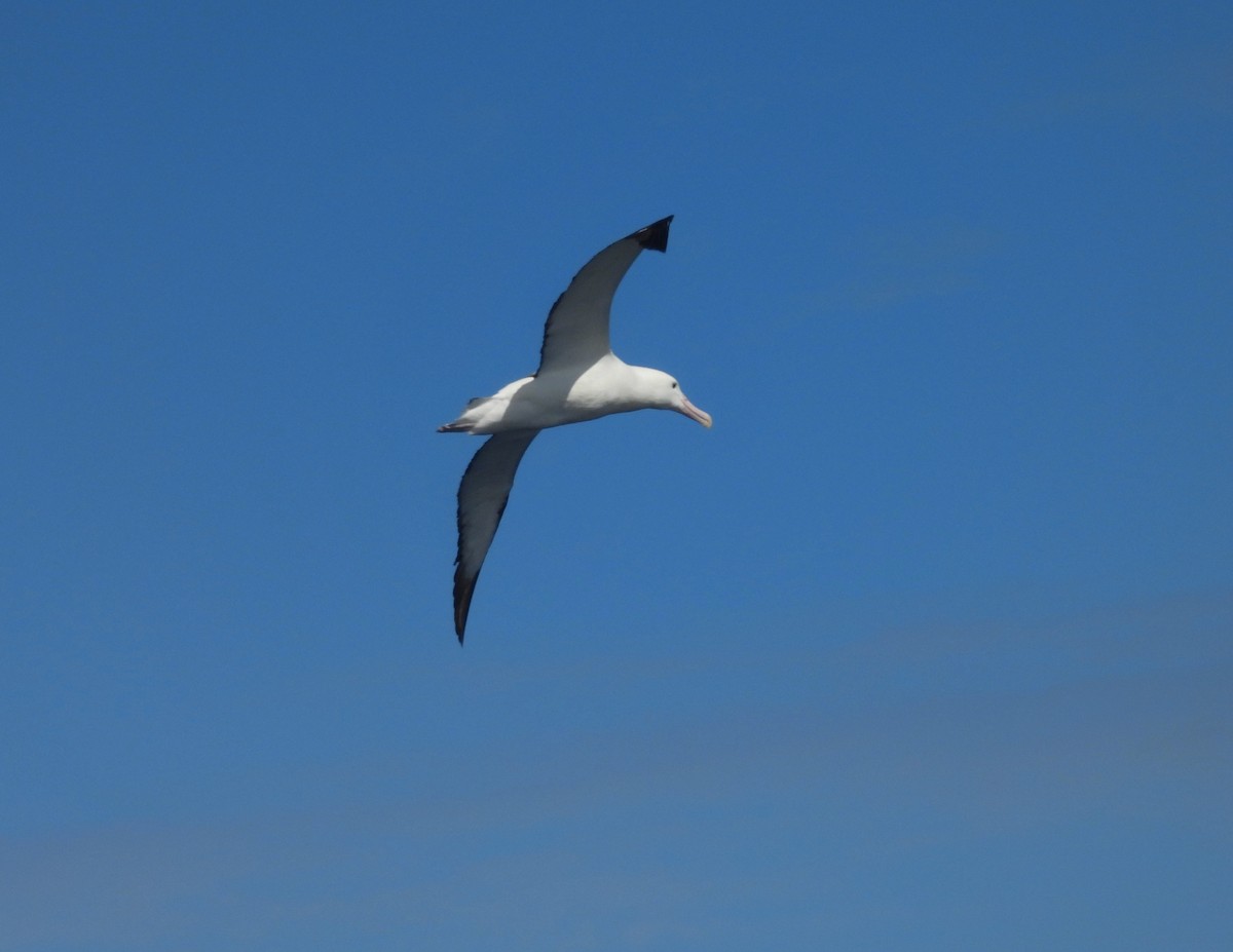 Northern Royal Albatross - ML643261321