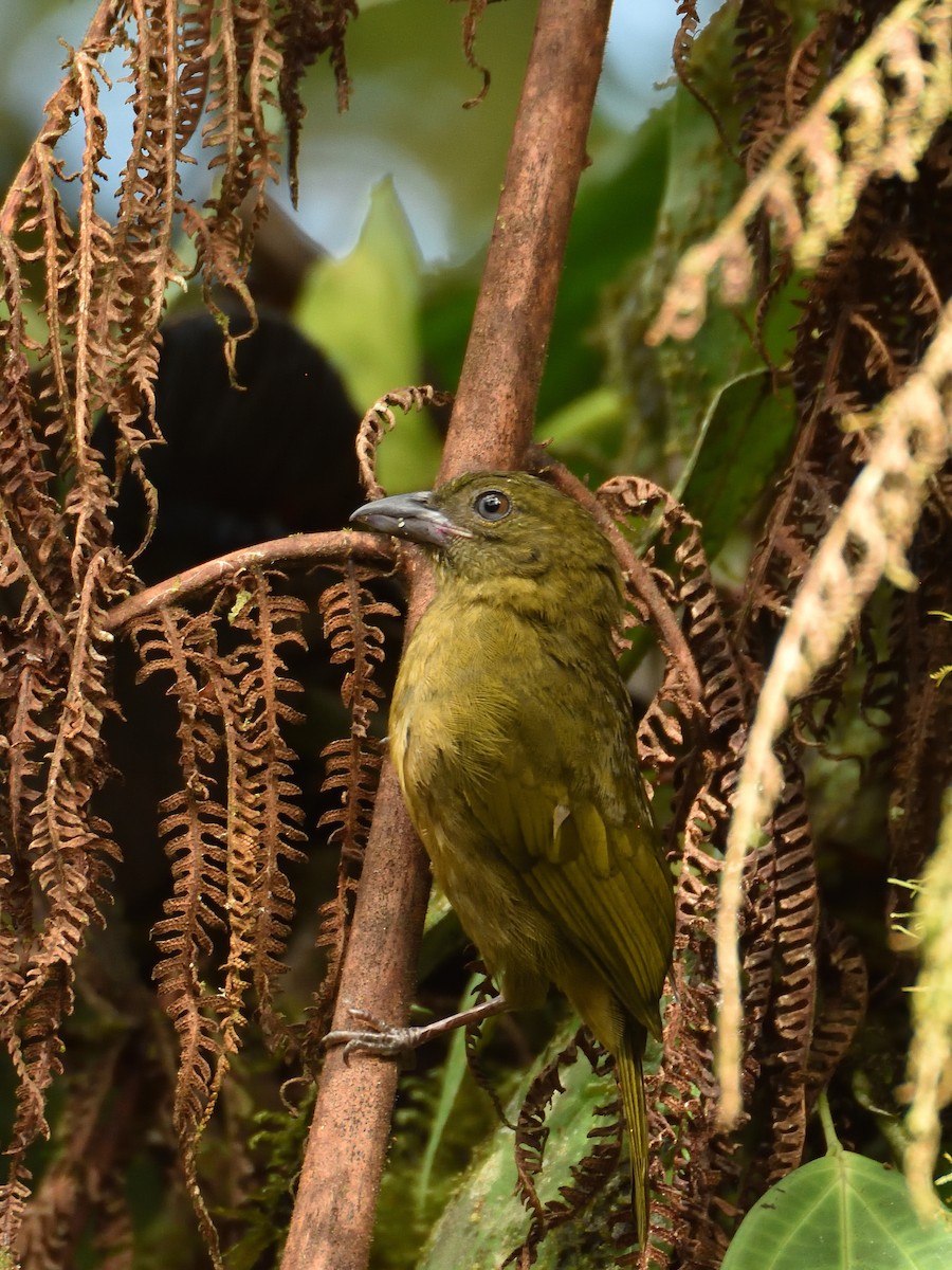 Ochre-breasted Tanager - ML643261340