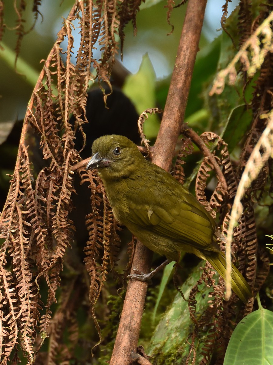 Ochre-breasted Tanager - ML643261341