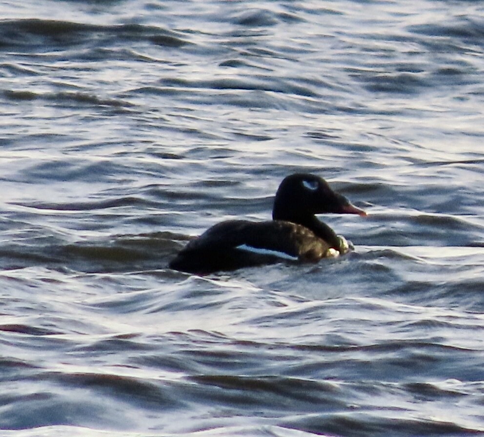 White-winged Scoter - ML643261368