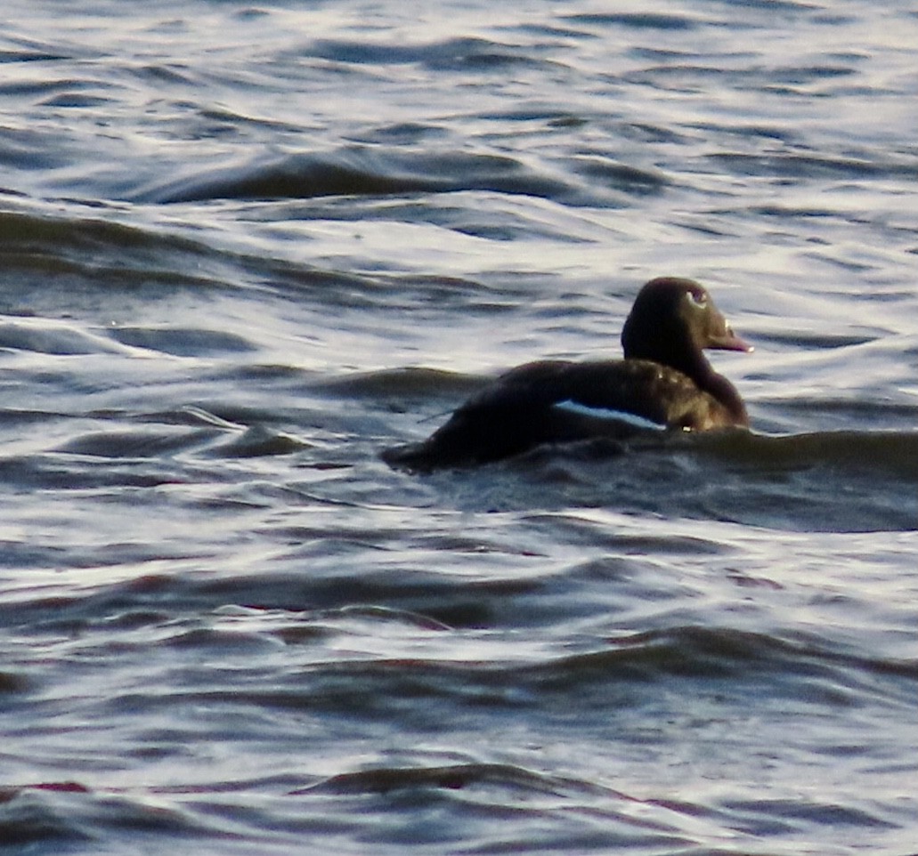 White-winged Scoter - ML643261369