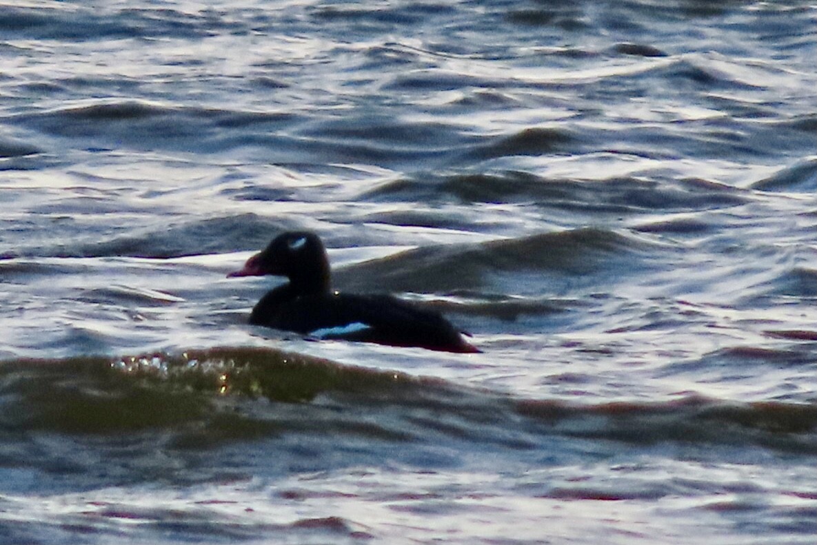 White-winged Scoter - ML643261370