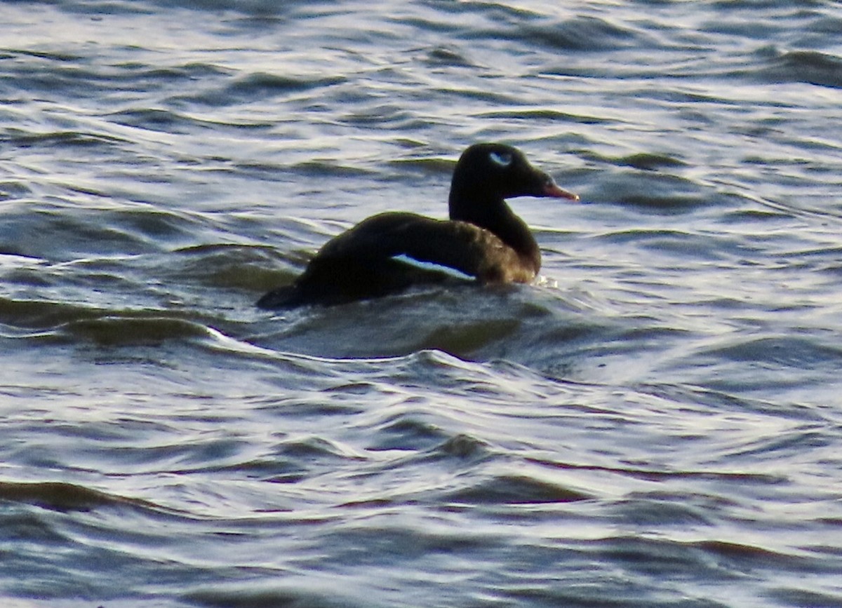 White-winged Scoter - ML643261371