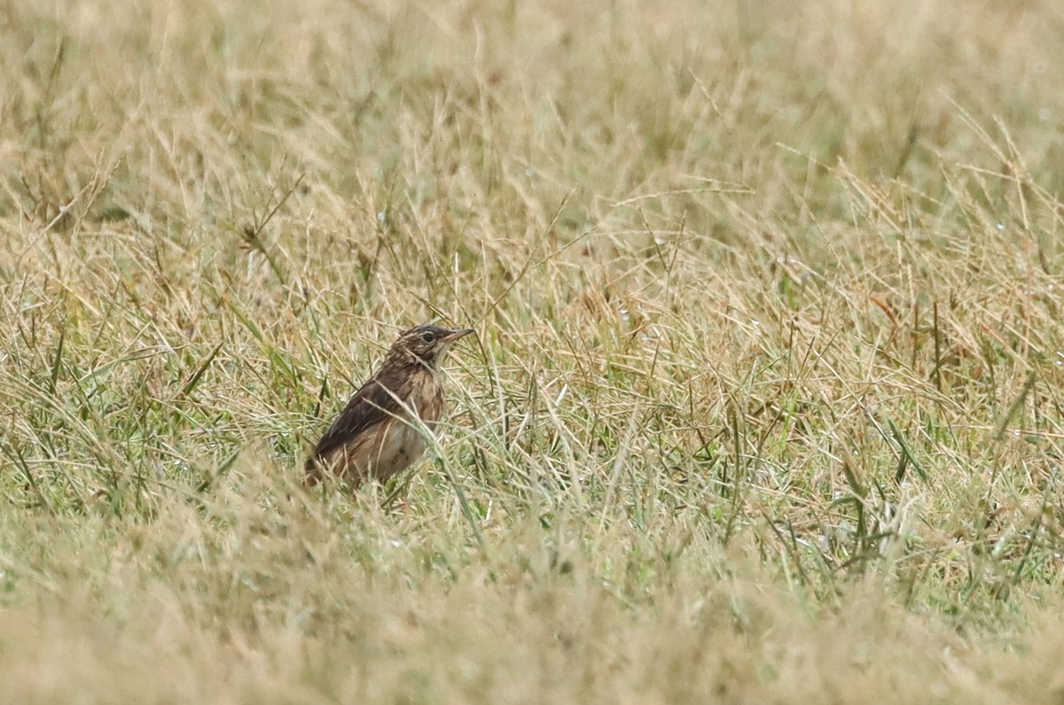 Richard's Pipit - ML643261374