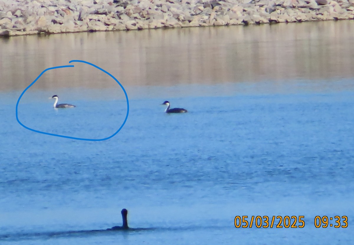 Clark's Grebe - ML643261392