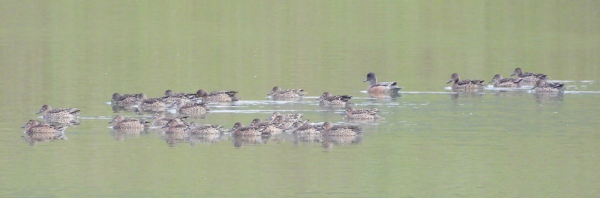 Blue-winged Teal - ML643261403