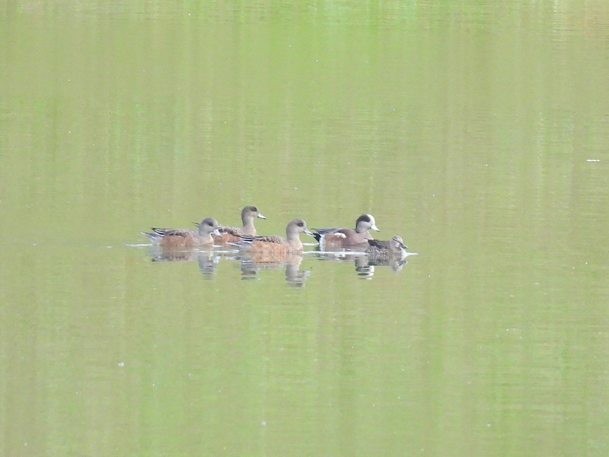 American Wigeon - ML643261406