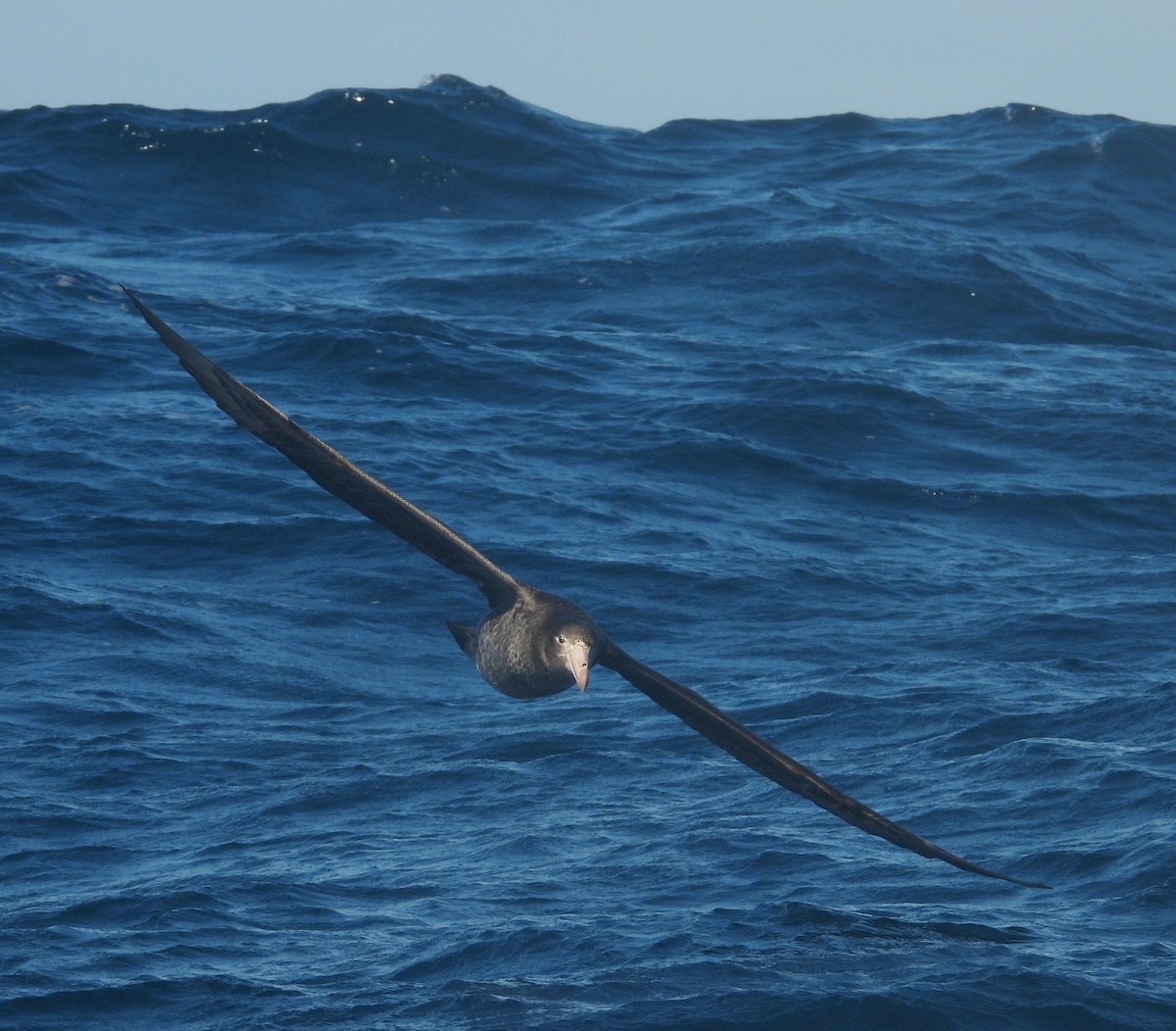 Northern Giant-Petrel - ML643261407
