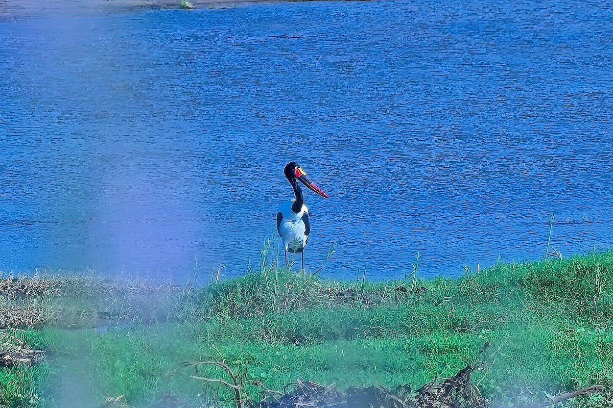 Saddle-billed Stork - ML643261408
