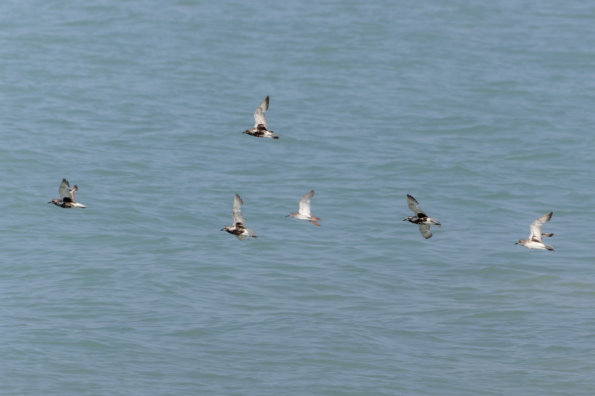 Black-bellied Plover - ML643261411