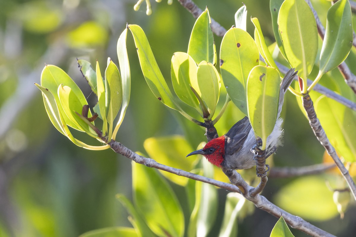 Red-headed Myzomela - ML643261425
